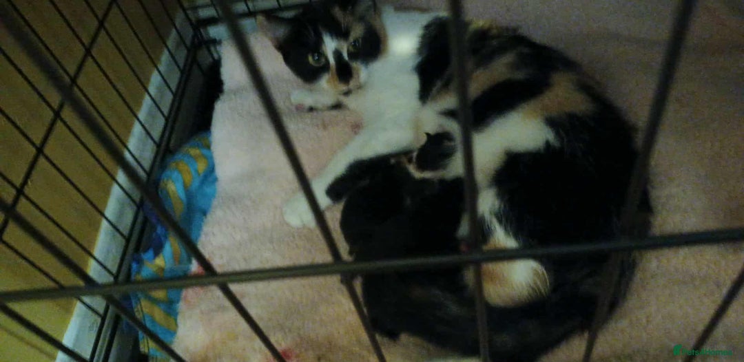 Domestic Shorthair cats for sale: 4 gorgeous kittens for sale ❤️ - Advert 7