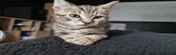 Mixed Breed cats for sale: The Three Musketeers - Advert 15