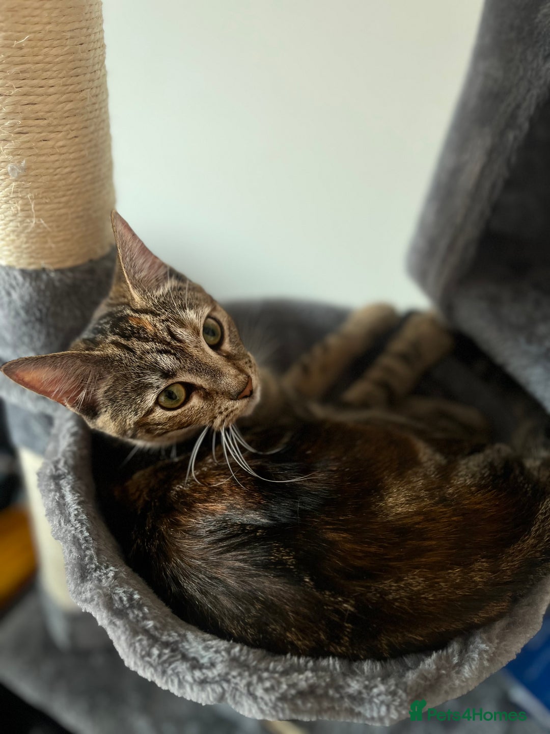 Domestic Shorthair cats for sale: British Domesticated Short Hair Tabby Cat - Image 3