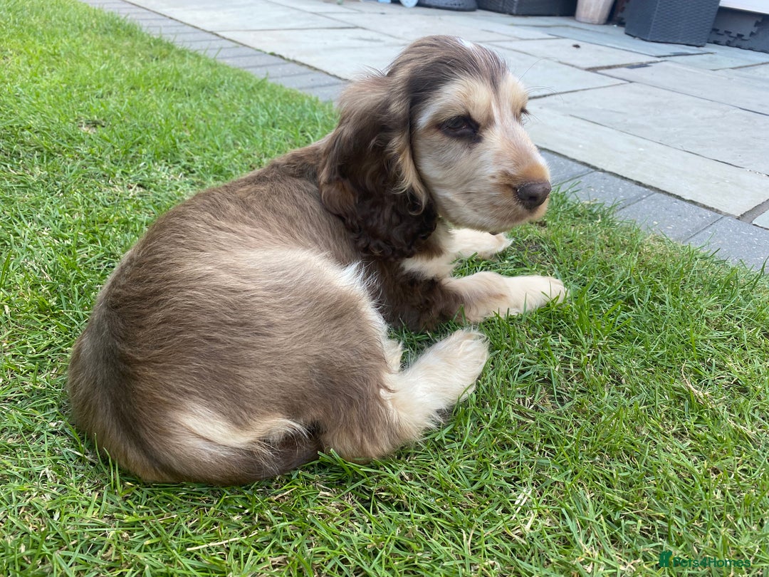 Cocker Spaniel dogs for sale: Show Cocker Spaniel Chocolate Sable  - Advert 5