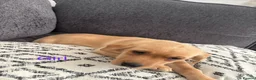 Labrador Retriever dogs for sale: Beautiful KC registered Labrador retriever puppies in Swansea - Advert 38