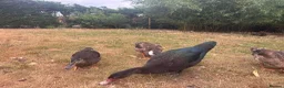 Ducks poultry for sale: Muscovy Ducks for sale - Male & Female - Advert 17