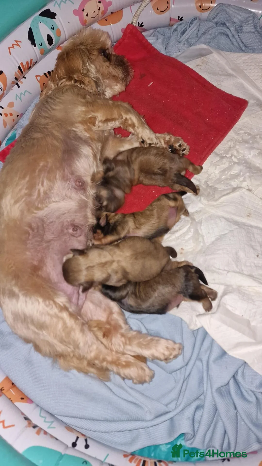 Shih Tzu dogs for sale: KARASHISHI IMPERIAL SHIH TZU PUPPIES 💕🐾 - Advert 2