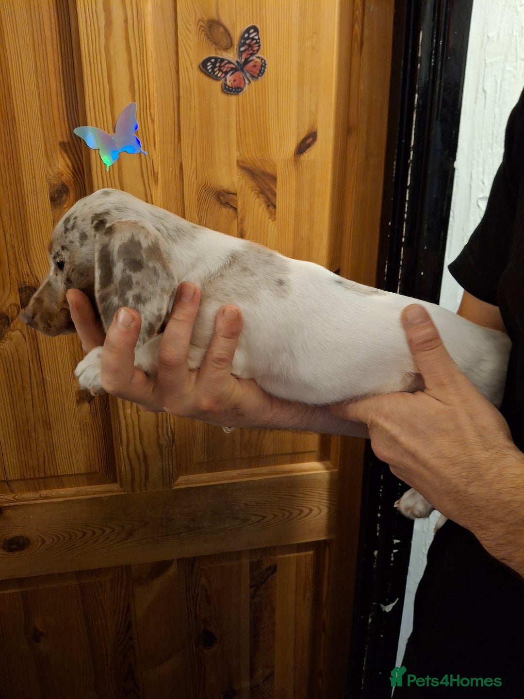 Dachshund dogs for sale: Beautiful Dachshund Puppies looking for a Home - Advert 5