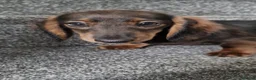 Miniature Dachshund dogs for sale: READY NOW Full Vaccination Dachshund Flufy & Smoth - Advert 14