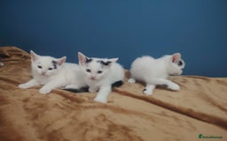 Mixed Breed cats for sale: Kittens  - Image 19