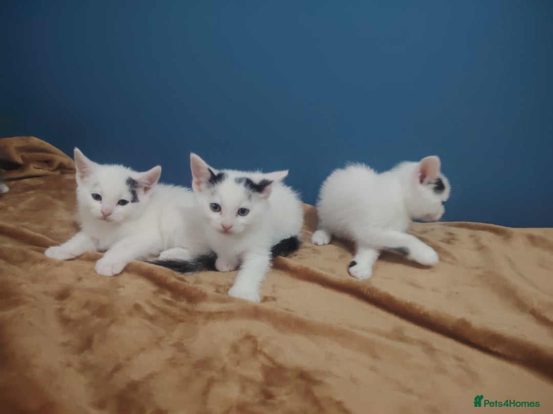 Mixed Breed cats for sale: Kittens  - Image 19