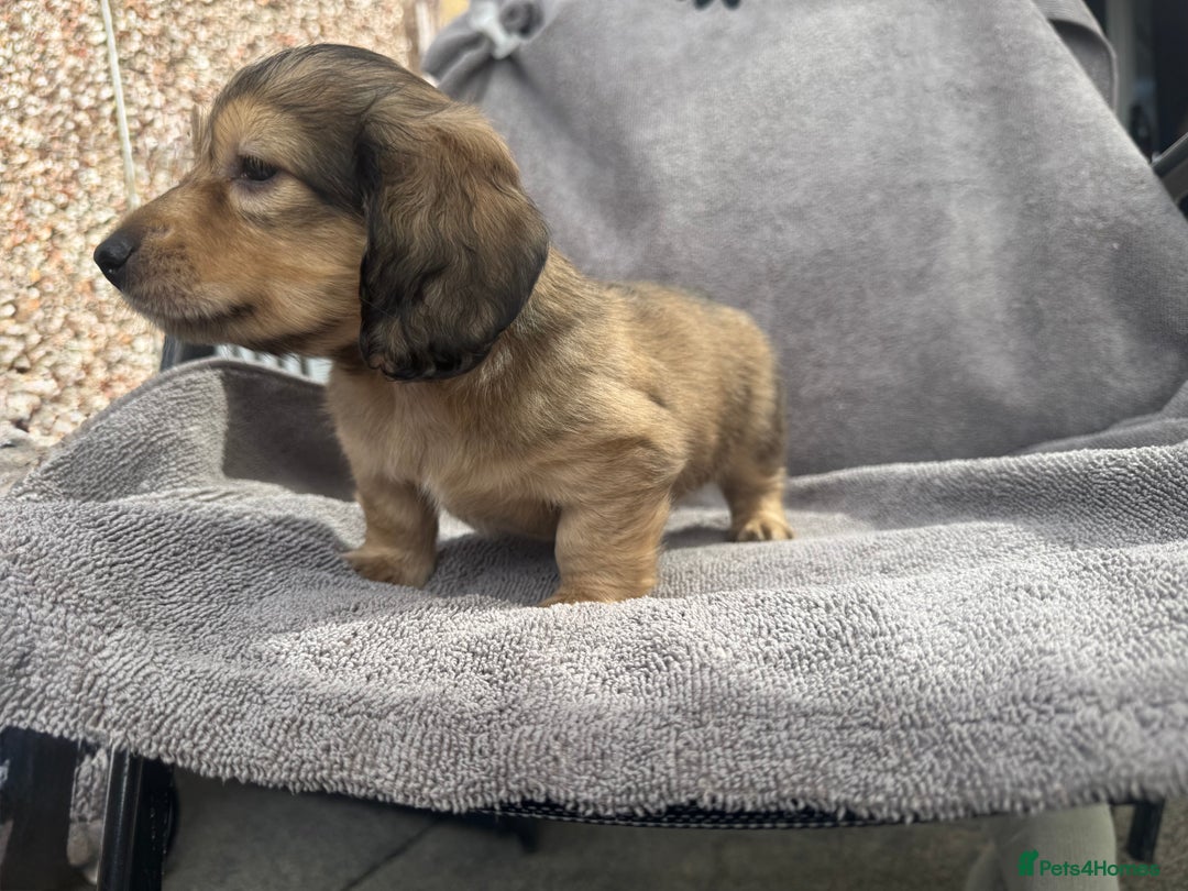 Miniature Dachshund dogs for sale: True Long hair English cream KC miniature  - Image 7
