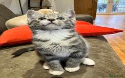 Mixed Breed cats for sale: Sweet natured kittens ready to go - Advert 4