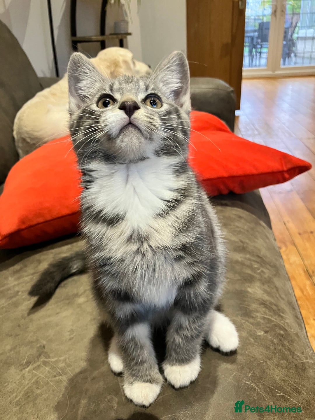 Mixed Breed cats for sale: Sweet natured kittens ready to go - Advert 4