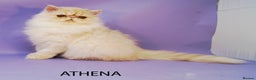 Persian cats for sale: GCCF Active - Show/Breed Quality Persian Females - Advert 4