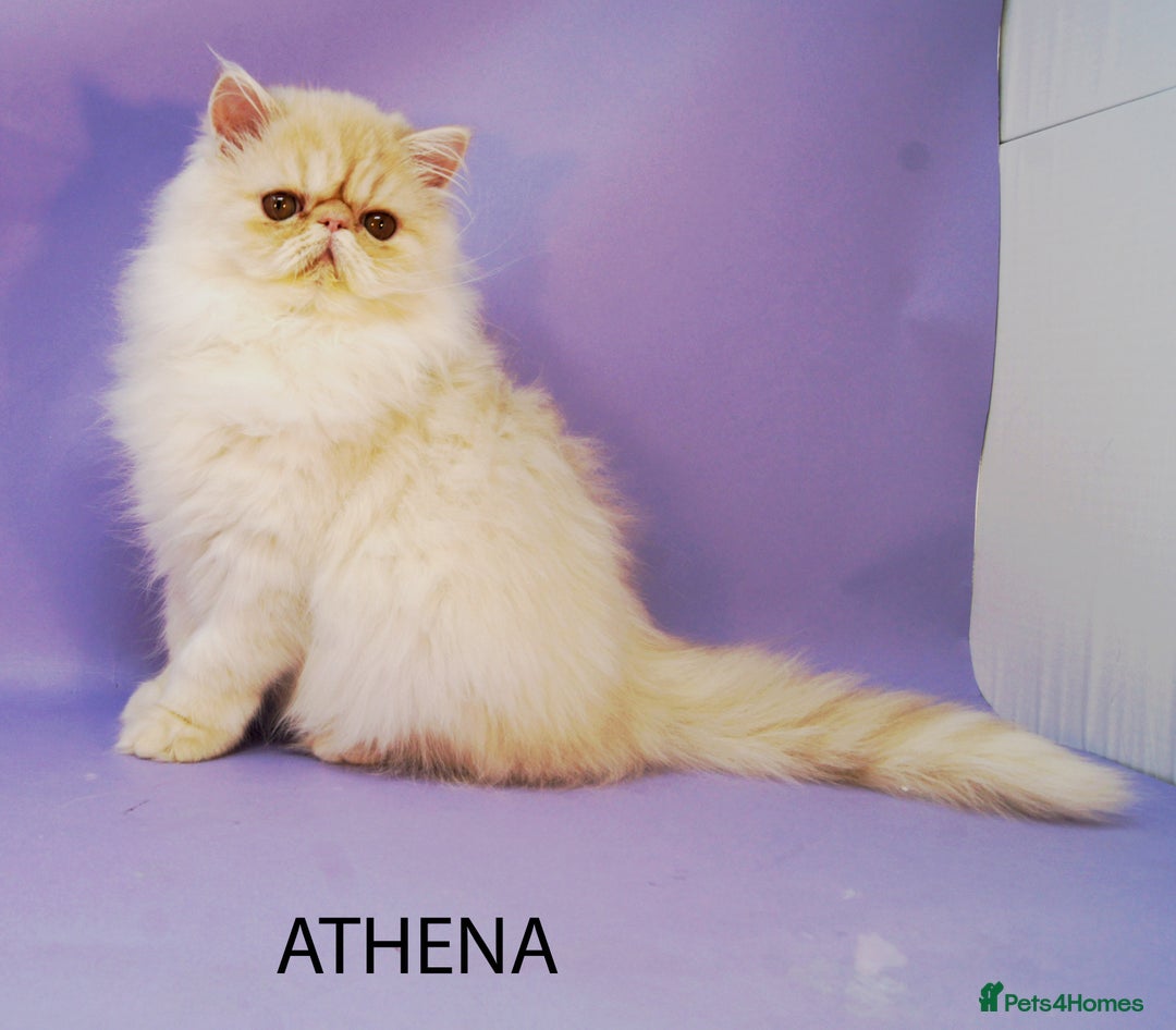 Persian cats for sale: GCCF Active - Show/Breed Quality Persian Females - Advert 4