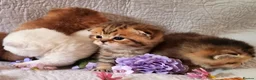 British Shorthair cats for sale: 💖GOLDEN, TABBY, COLOURPOINT BSH KITTENS💖 - Advert 1