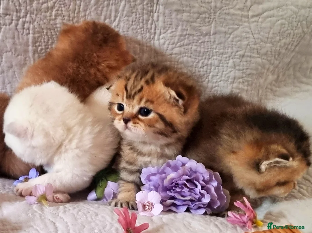 British Shorthair cats for sale: 💖GOLDEN, TABBY, COLOURPOINT BSH KITTENS💖 - Advert 1