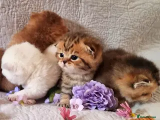British Shorthair cats 💖GOLDEN, TABBY, COLOURPOINT BSH KITTENS💖 - Advert 1