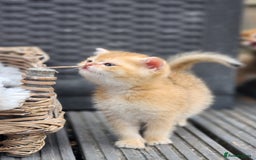 British Shorthair cats for sale: Tica reg Golden Shaded British shorthair kittens. - Image 19