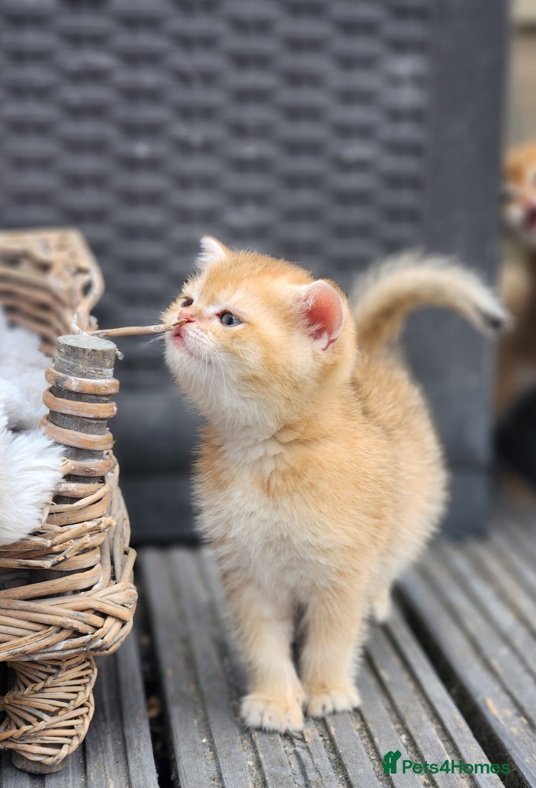 British Shorthair cats for sale: Tica reg Golden Shaded British shorthair kittens. - Image 19