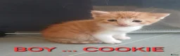 Mixed Breed cats for sale: 4 stunning kittens - Advert 4