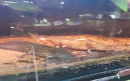 Gecko reptiles for sale: Geckos Fish Frogs full setups - Image 19