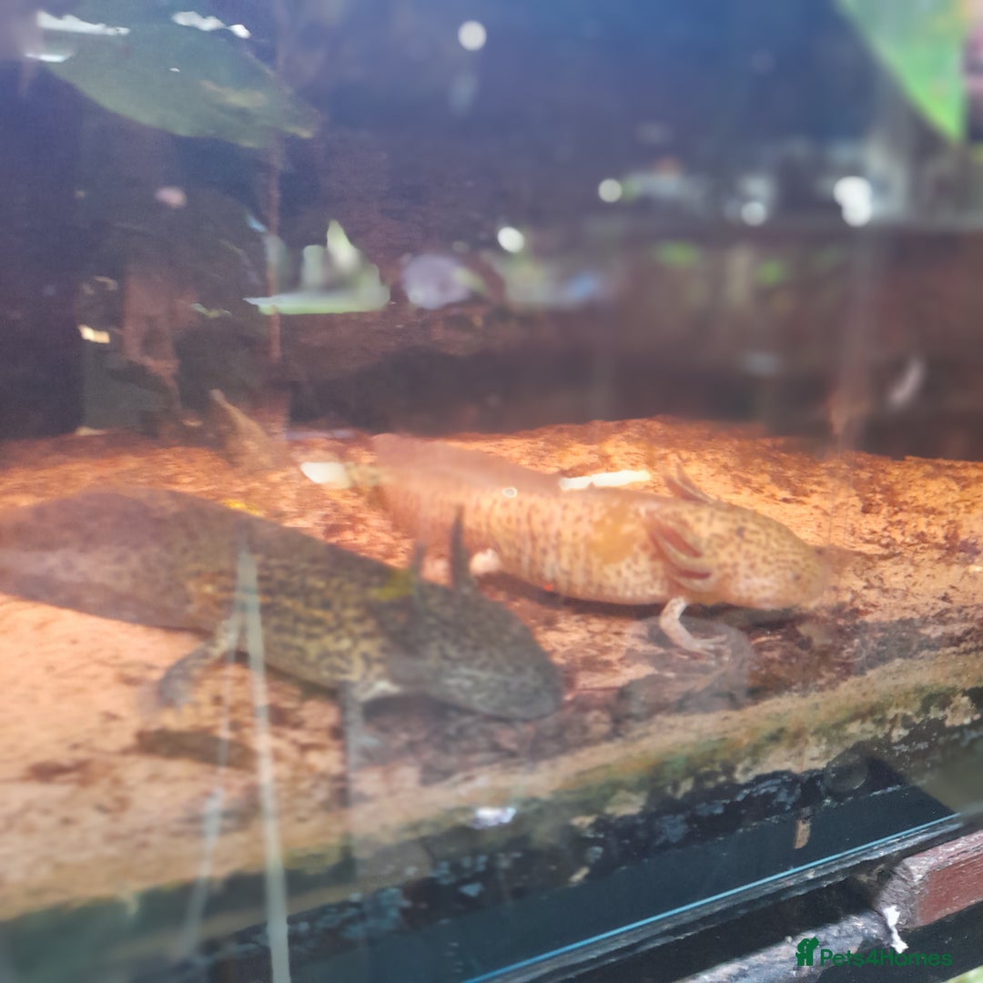 Gecko reptiles for sale: Geckos Fish Frogs full setups - Image 19