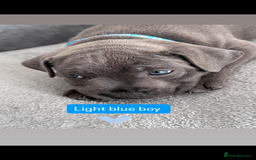 Staffordshire Bull Terrier dogs for sale: Blue Staffordshire bull terrier  - Image 7