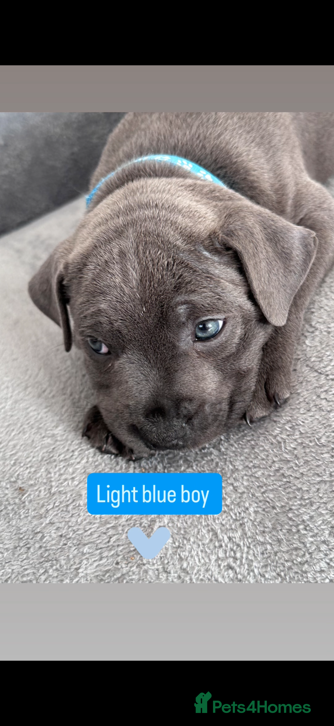 Staffordshire Bull Terrier dogs for sale: Blue Staffordshire bull terrier  - Image 7