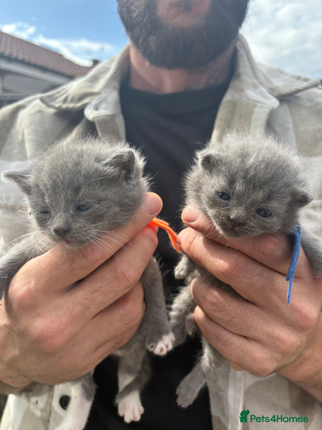 British Shorthair cats for sale: British Shorthair chocolate/grey colours  - Image 10