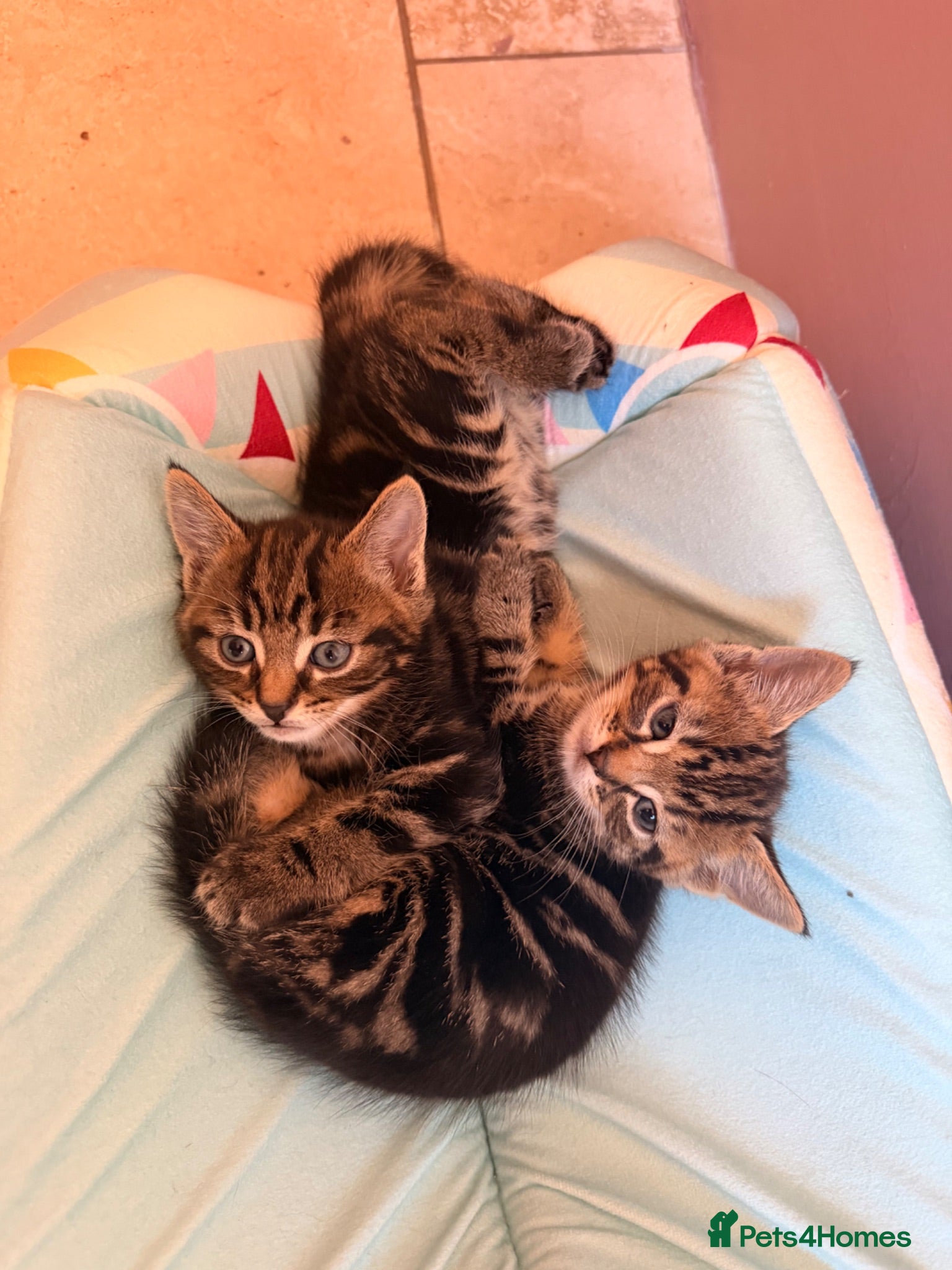 Mixed Breed cats Last male Tabby kitten available  - Advert 4