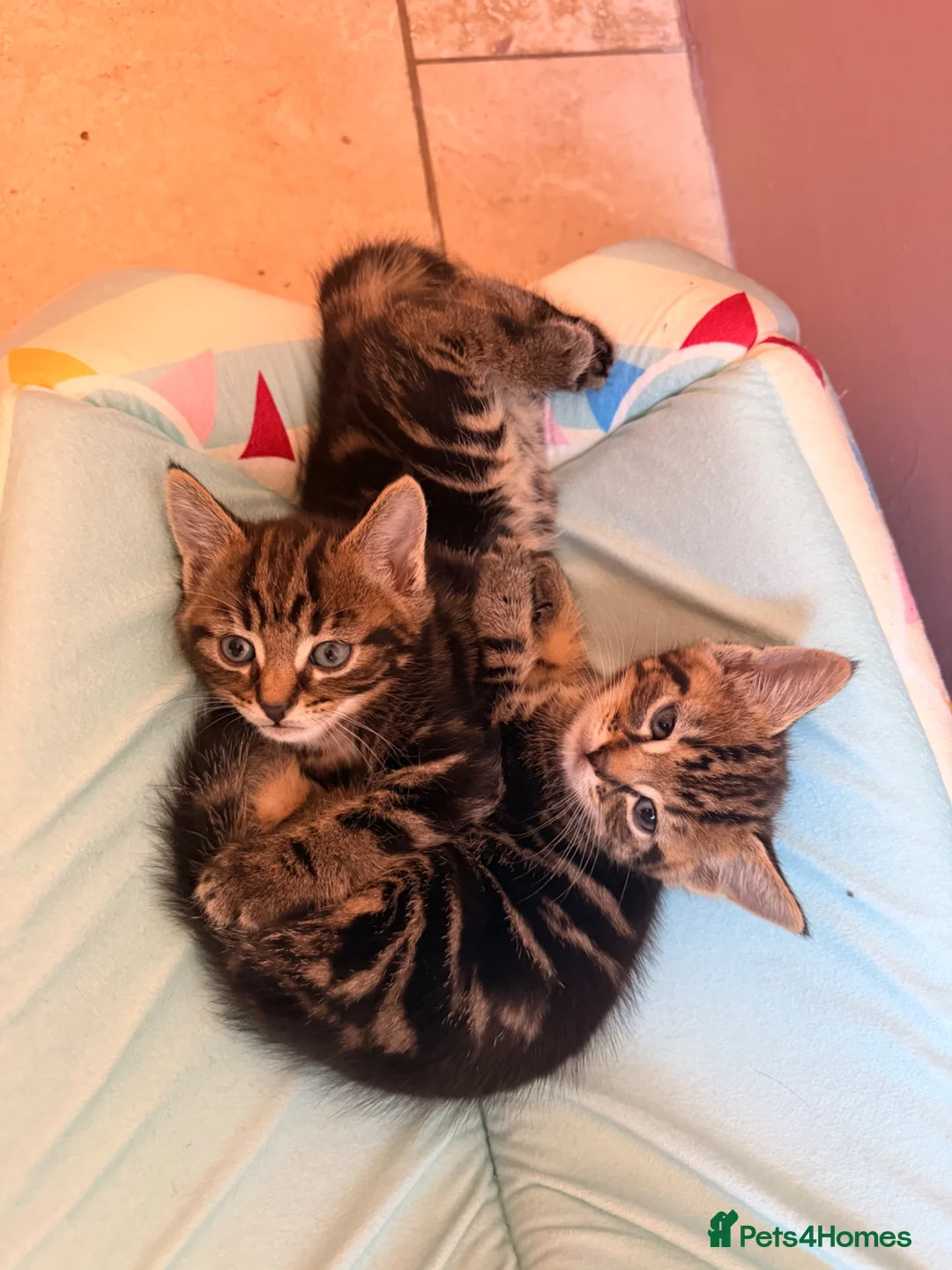 Mixed Breed cats for sale: Last male Tabby kitten available  in Melton Mowbray - Advert 1