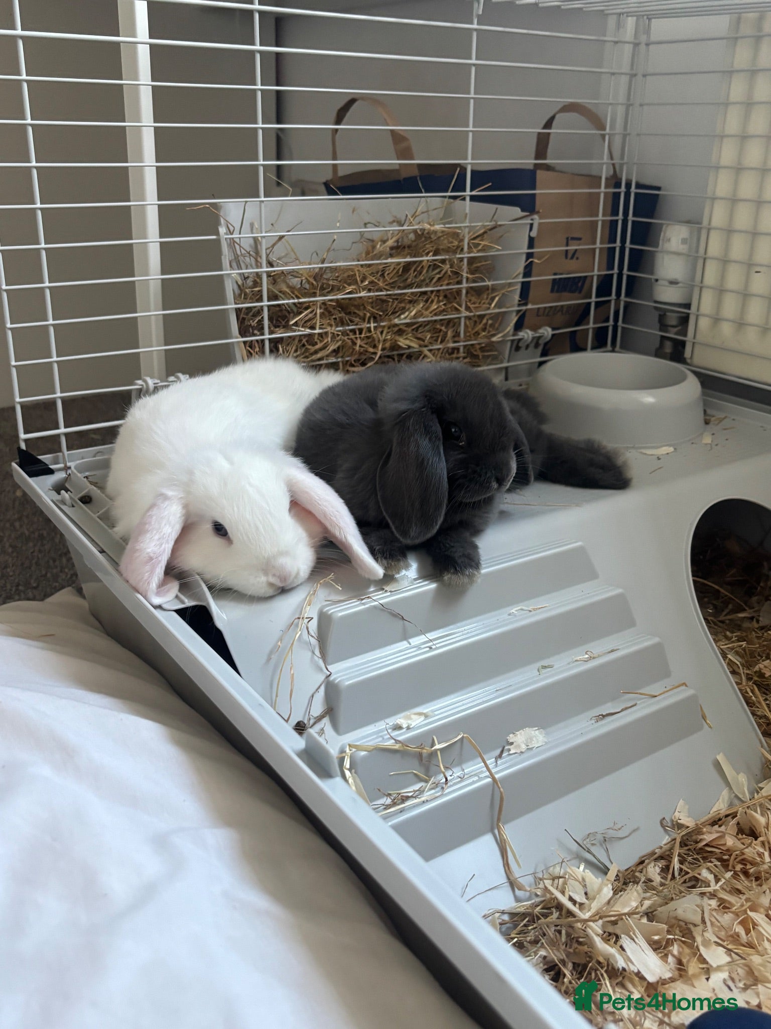 Mini Lop rabbits 2, 13 week old mini lops - Advert 1