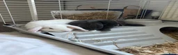 Mini Lop rabbits for sale: 2, 13 week old mini lops - Advert 1