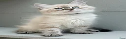 Siberian cats for sale: 🐾 Beautiful Neva Masquerade Boy  🐾 - Advert 7