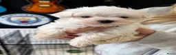 Maltese dogs for sale: Maltese boy ready for his new home - Advert 11
