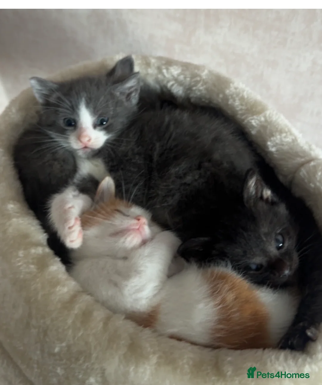 Mixed Breed cats for sale: 🐾 Grey & White Kitten in Heckmondwike - Advert 2