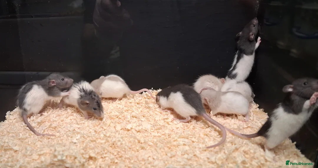 Rat rodents for sale: Baby Dumbo Rat's  - Advert 1