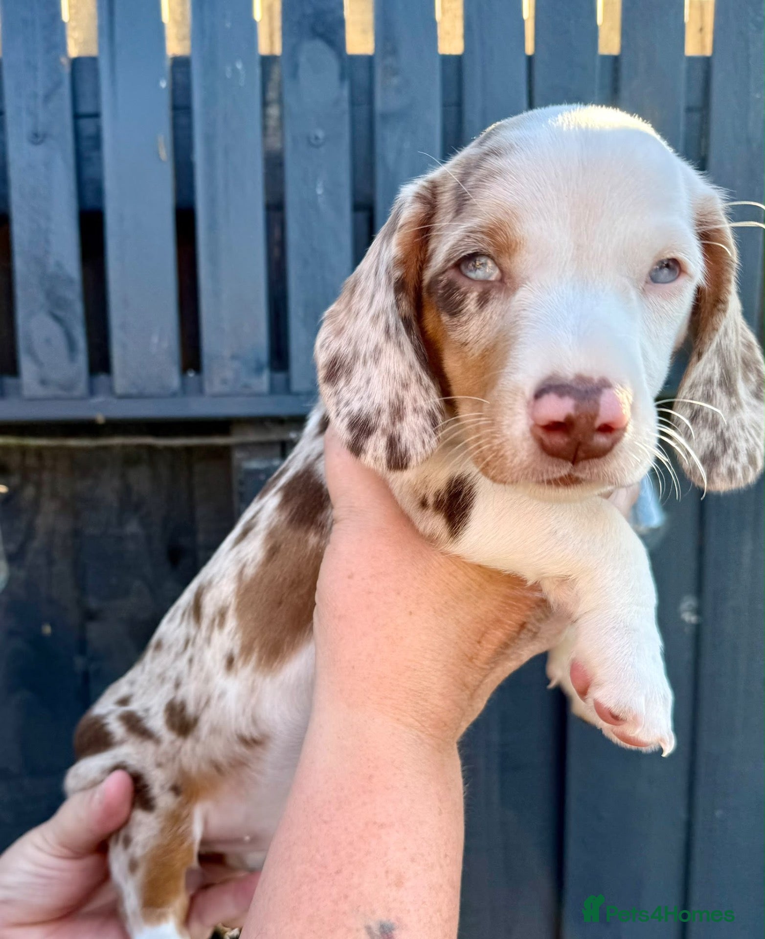 Miniature Dachshund dogs Beautiful Miniature Puppies Ready Now  - Advert 1
