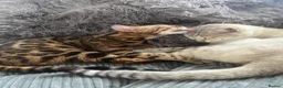 Bengal cats for sale: Bengal cross Russian blue - Advert 21
