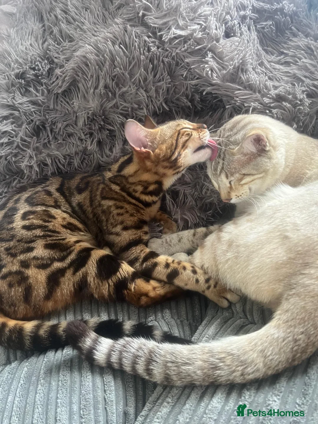 Bengal cats for sale: Bengal cross Russian blue - Advert 21