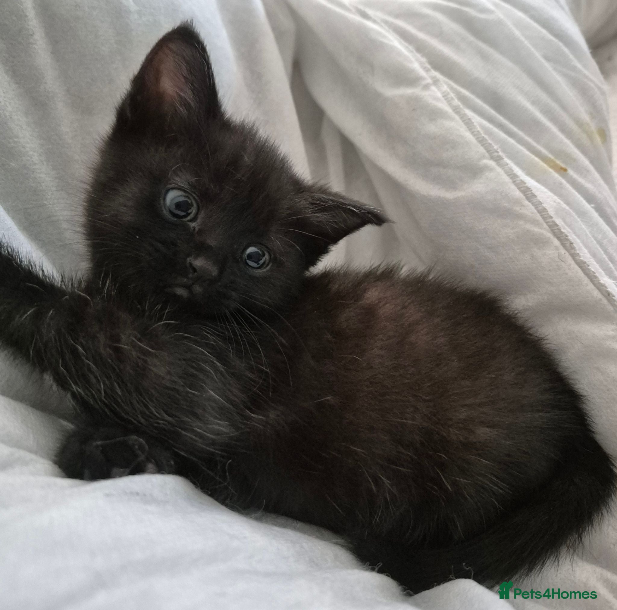 Mixed Breed cats Beautiful tabby kittens - Advert 21