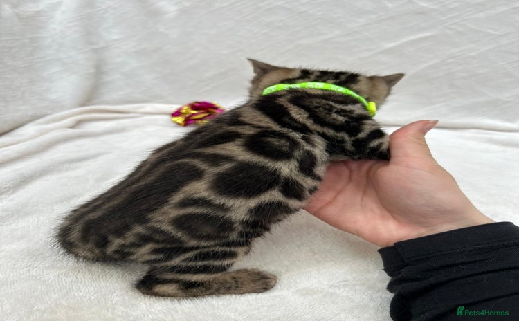 Bengal cats - Advert 4
