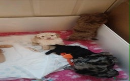 Cockapoo dogs for sale: Stunning health tested F1b cockerpoo puppies - Advert 9