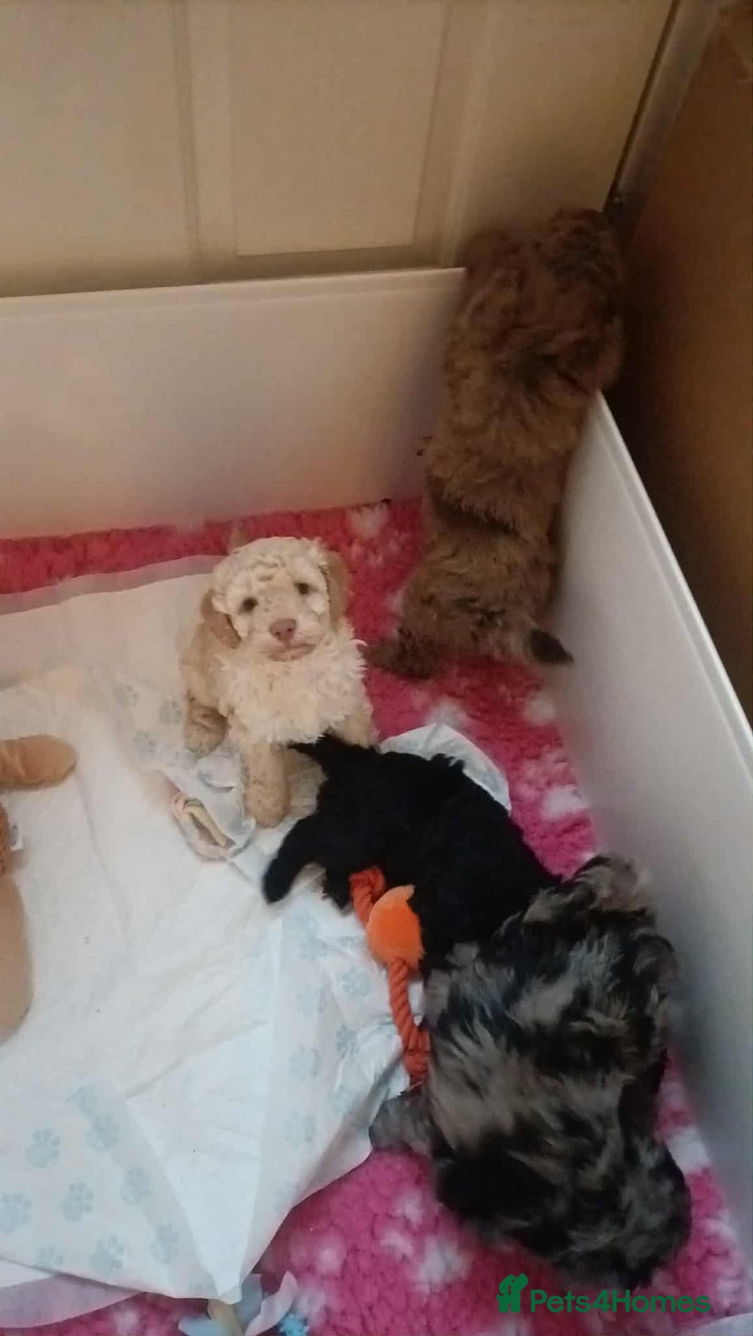 Cockapoo dogs for sale: Stunning health tested F1b cockerpoo puppies - Advert 9