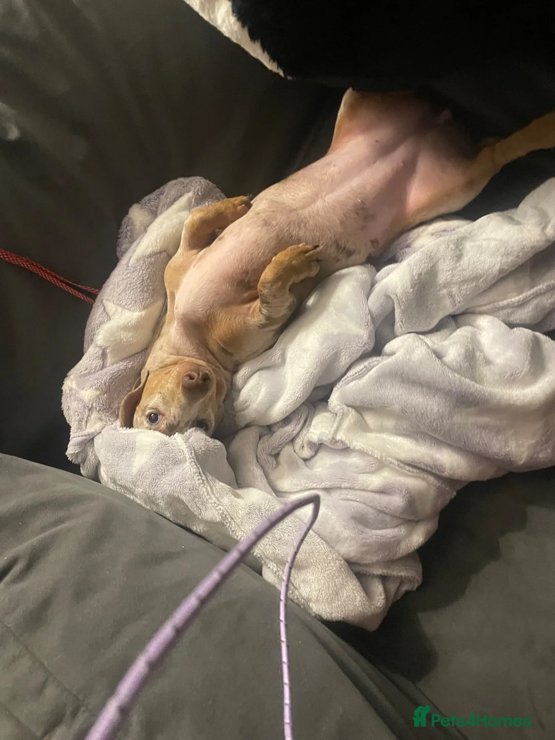 Miniature Dachshund dogs for sale: Miniature dachshund bitch  in Swansea - Advert 2