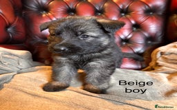 German Shepherd dogs for sale: Long-Haired Straight Back German Shepherd Puppies - Image 15