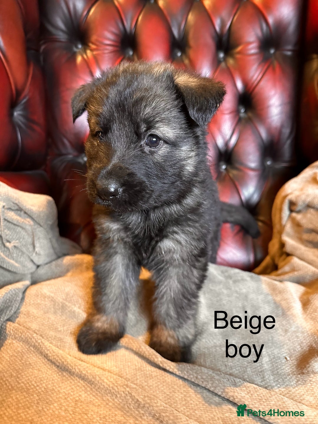 German Shepherd dogs for sale: Long-Haired Straight Back German Shepherd Puppies - Image 15