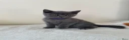 British Shorthair cats for sale: GCCF Kittens BSH solid colours  - Advert 8