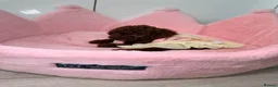 Toy Poodle dogs for sale: Asian Tiny teddy Poodles Boys and Girl  - Advert 35