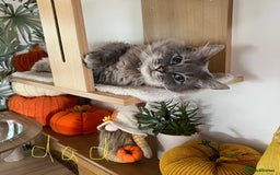 Ragdoll cats for sale: Ragdoll kittens - Image 14