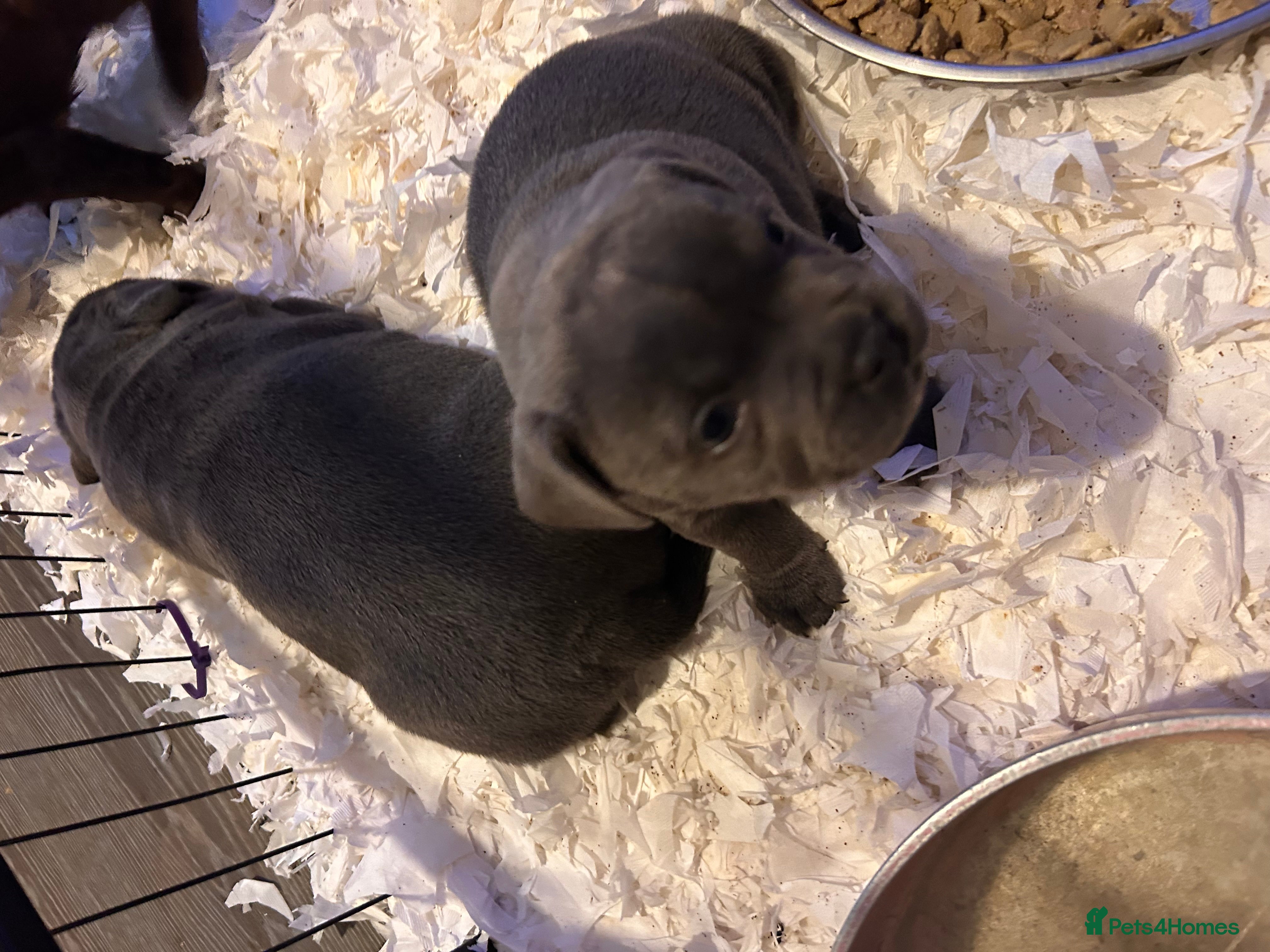 Staffordshire Bull Terrier dogs Stunning KC Reg 5 gens Blue Staffies - Advert 1