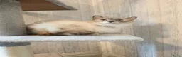 Ragdoll cats for sale: 3 Beautiful Ragdoll Cats  - Advert 11